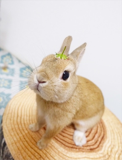 うさぎのモキュ様