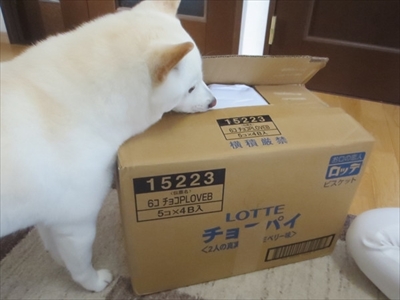 白柴きなこのお気楽ブログ