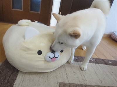 白柴きなこのお気楽ブログ