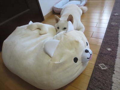 白柴きなこのお気楽ブログ