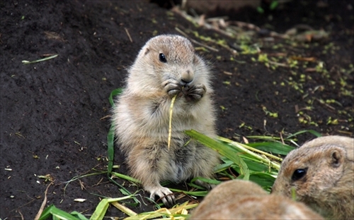 上野動物園・赤ちゃん誕生