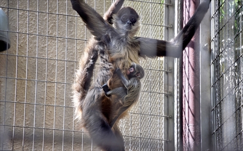 上野動物園・赤ちゃん誕生