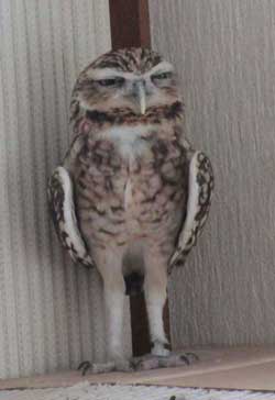 アナホリフクロウ エアコン 冷房 顔