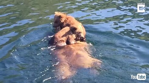 グリズリー親子