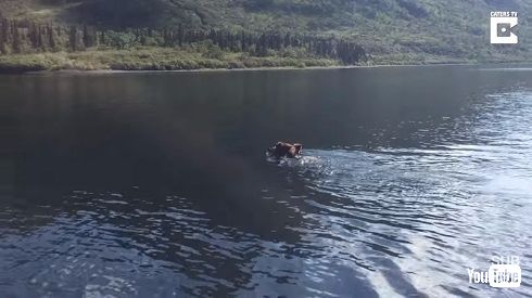 グリズリー親子