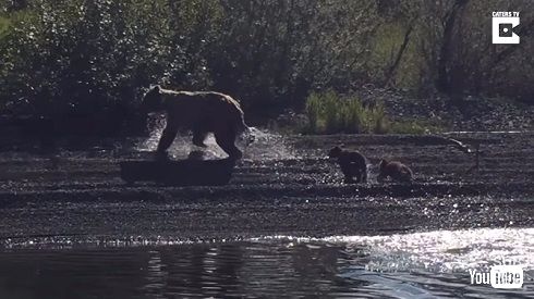 グリズリー親子