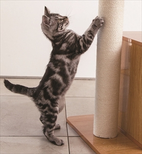 ディノス　ペットフードテーブル