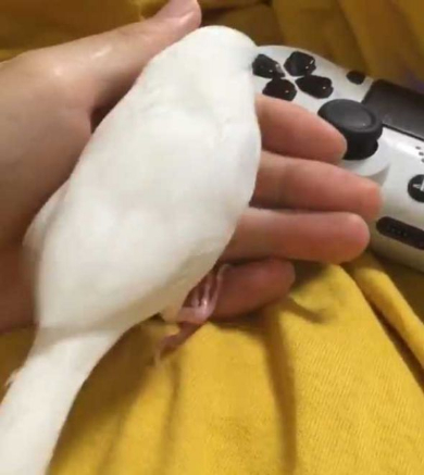 文鳥 握られ待ち コントローラー