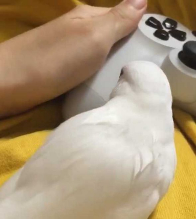 文鳥 握られ待ち コントローラー