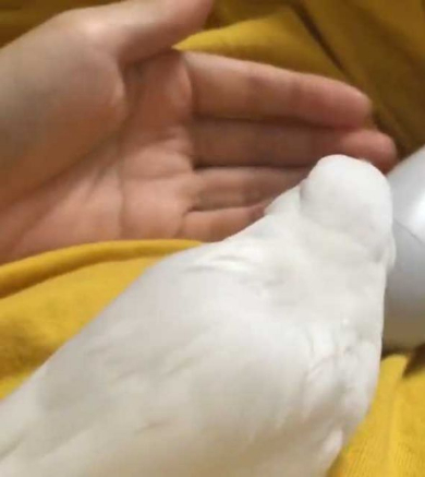 文鳥 握られ待ち コントローラー