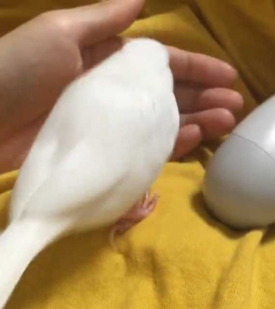 文鳥 握られ待ち コントローラー