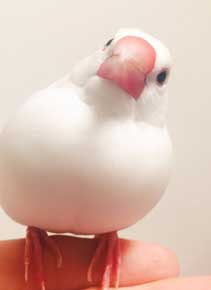 文鳥 握られ待ち コントローラー