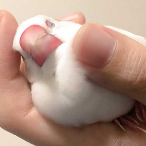 文鳥 握られ待ち コントローラー