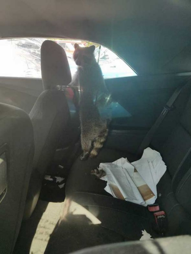 アライグマ 車 後部座席 出産