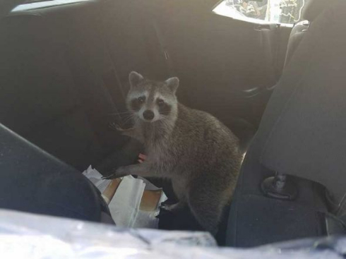 アライグマ 車 後部座席 出産