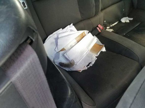 アライグマ 車 後部座席 出産