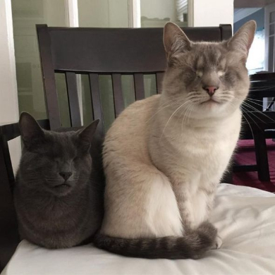 盲目の猫