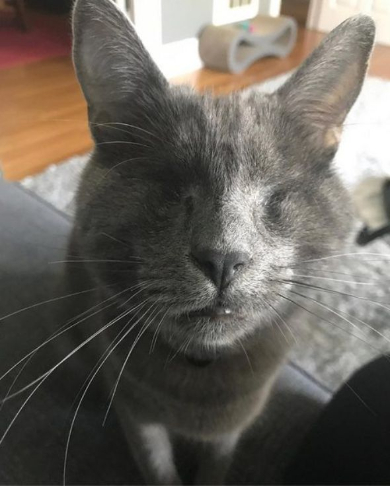 盲目の猫