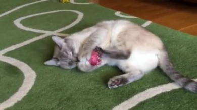 盲目の猫