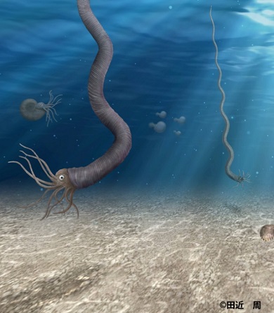 新種アンモナイト