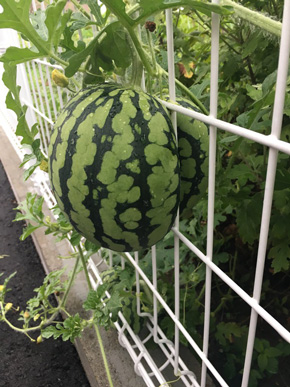 金網で変形したスイカ