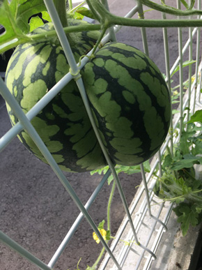 金網で変形したスイカ
