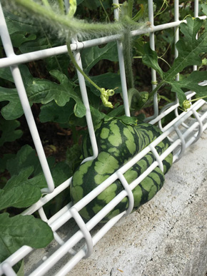 金網で変形したスイカ