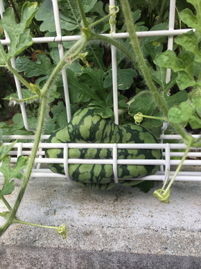 金網で変形したスイカ