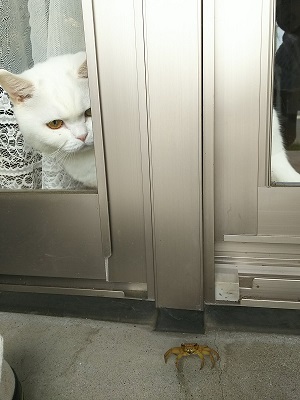 kanineko