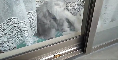 kanineko