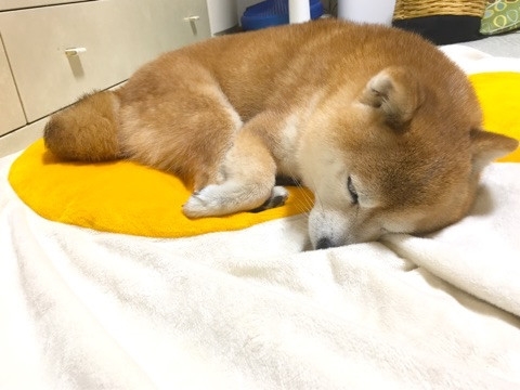 豆柴こむぎの部屋