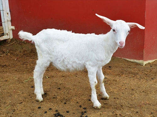 ワールド牧場・ヤギとヒツジの子供