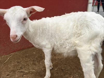 ワールド牧場・ヤギとヒツジの子供