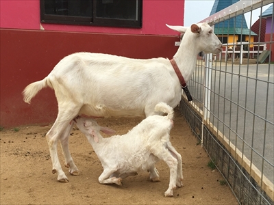 ワールド牧場・ヤギとヒツジの子供