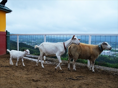 ワールド牧場・ヤギとヒツジの子供