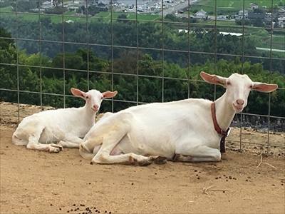 ワールド牧場・ヤギとヒツジの子供