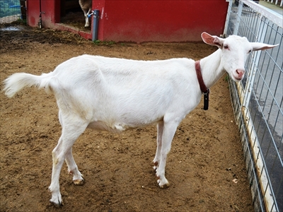 ワールド牧場・ヤギとヒツジの子供