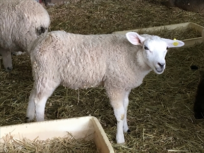 ワールド牧場・ヤギとヒツジの子供