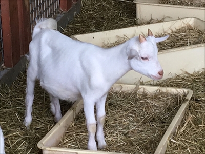 ワールド牧場・ヤギとヒツジの子供