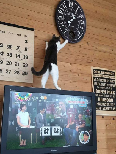 時計 時間 いたずら 猫