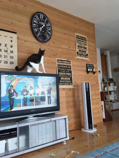 時計 時間 いたずら 猫