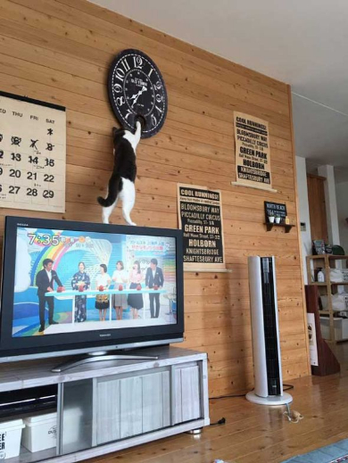 時計 時間 いたずら 猫