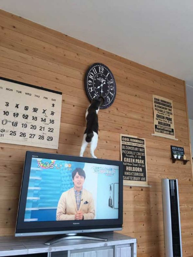 時計 時間 いたずら 猫