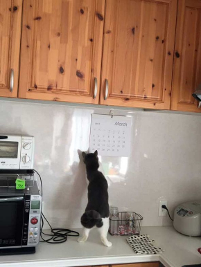 時計 時間 いたずら 猫