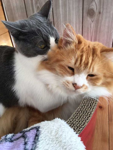 時計 時間 いたずら 猫