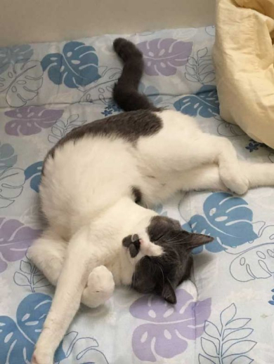時計 時間 いたずら 猫