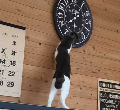 時計 時間 いたずら 猫