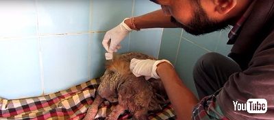 ストリートドッグ