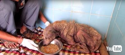 ストリートドッグ