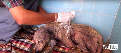 ストリートドッグ